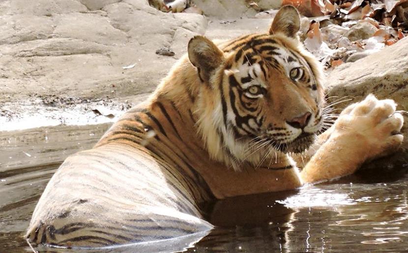 Tiger population booms in India's Terai region